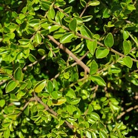 Ligustrum delavayanum 